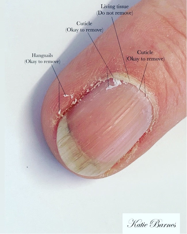 Cuticle Example Understanding Nail Anatomy | Blogs - Katie Barnes – Katie Barnes Tool ...
