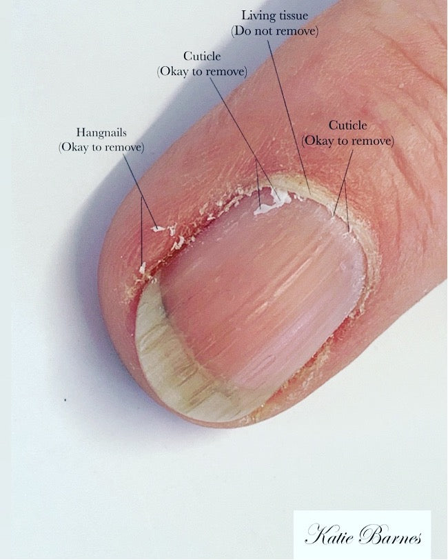 Revisiting Nail Anatomy